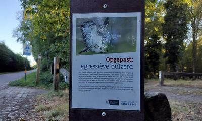 Agresieve buizerd