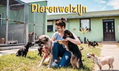 Dierenwelzijn
