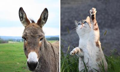 Ezel- en kattenopvang