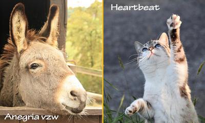 Dierenasiel en energiefactuur