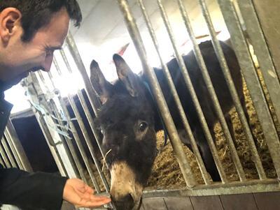 Koen bij vzw Anegria ezelopvang